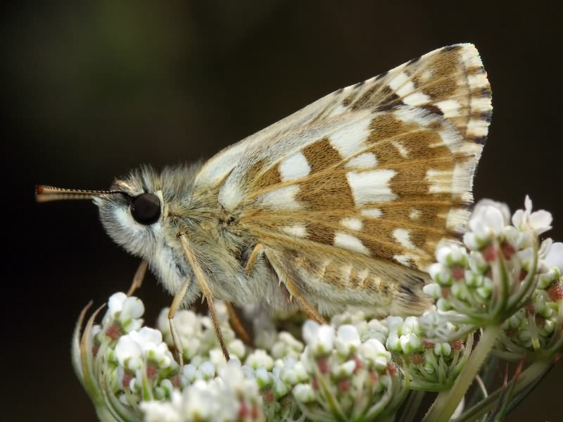 Pyrgus armoricanus (Oberthür, 1910)